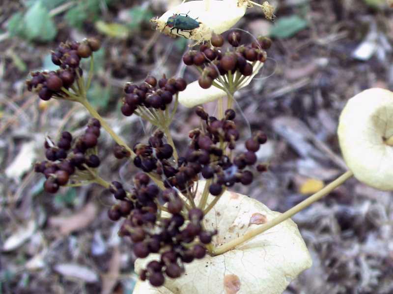 Smyrnium perfoliatum subsp. rotundifolium